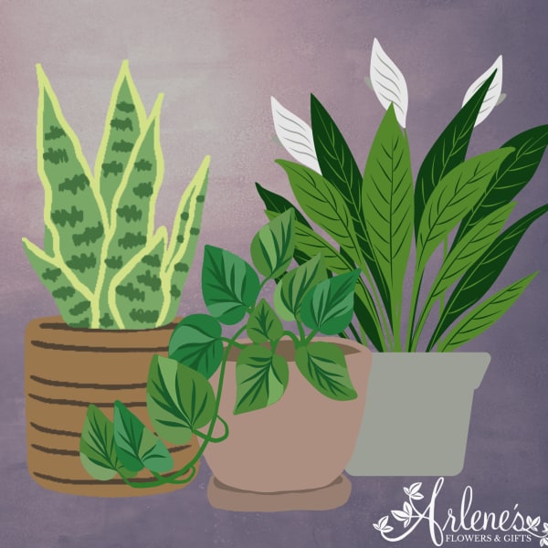 Illustration of three potted houseplants with leafy green foliage