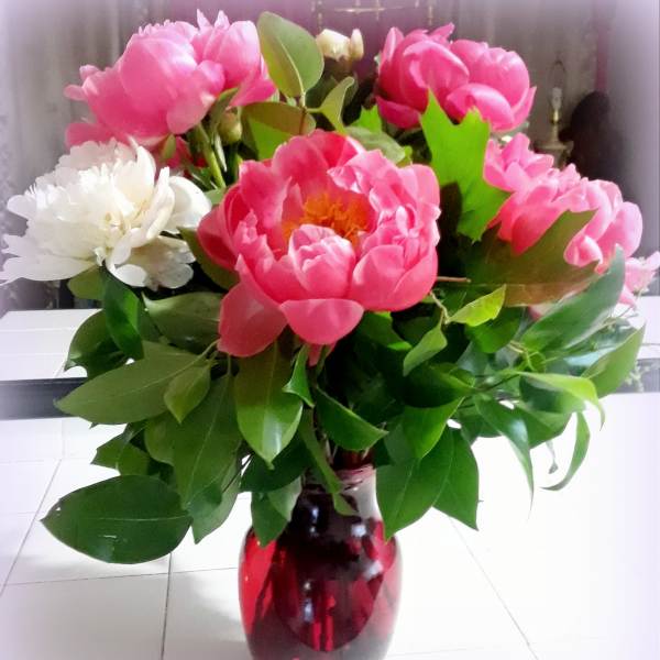 Pink and white peonies arranged in a red glass vase