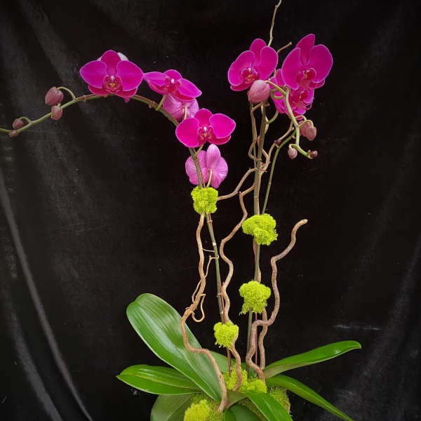 Pink orchid stems in a black pot with broad green leaves