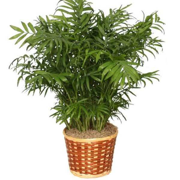 Potted palm plant in a woven basket planter