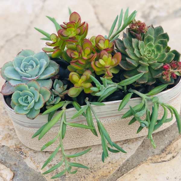 Succulent arrangement in a shallow oval planter