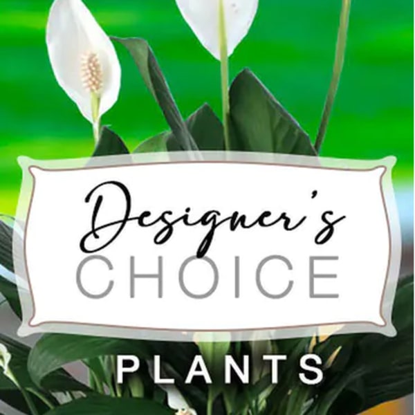 Florist Choice Green Plants