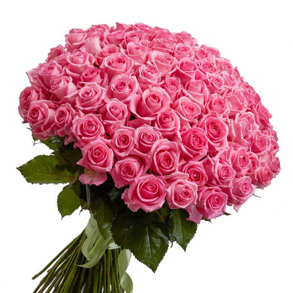 Large bouquet of pink roses with a ribbon-tied stem wrap