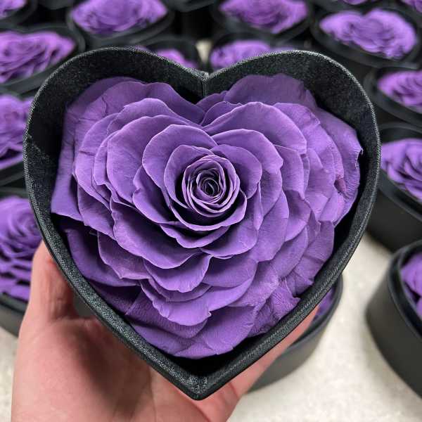 Purple rose in a black heart-shaped box
