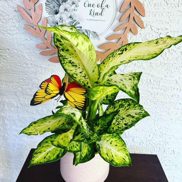 Potted variegated green plant with a butterfly decoration