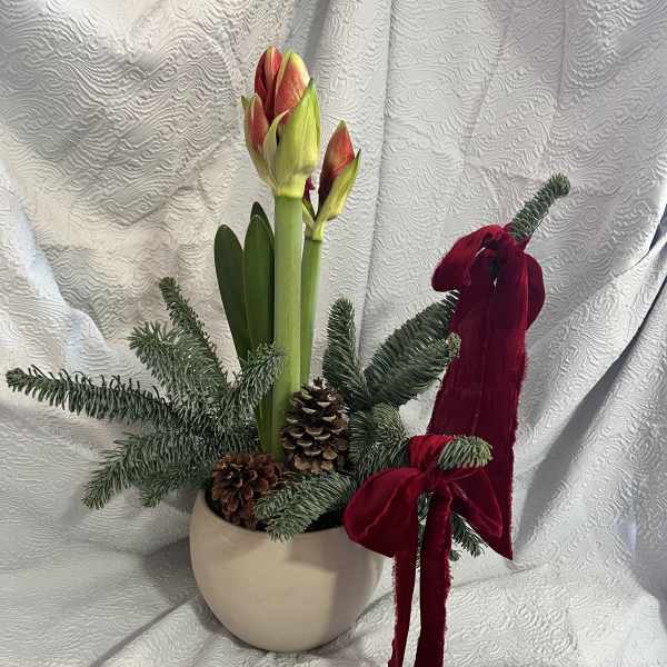 Amaryllis arrangement in a cream pot with pinecones and red velvet bows