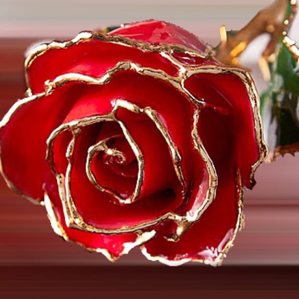 Close-up of a red rose with gold-edged petals