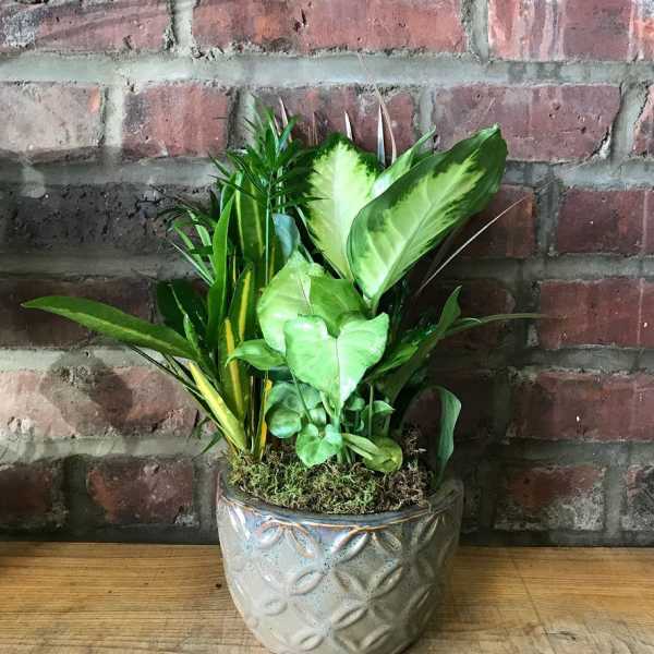 Potted green houseplant arrangement in a decorative ceramic pot