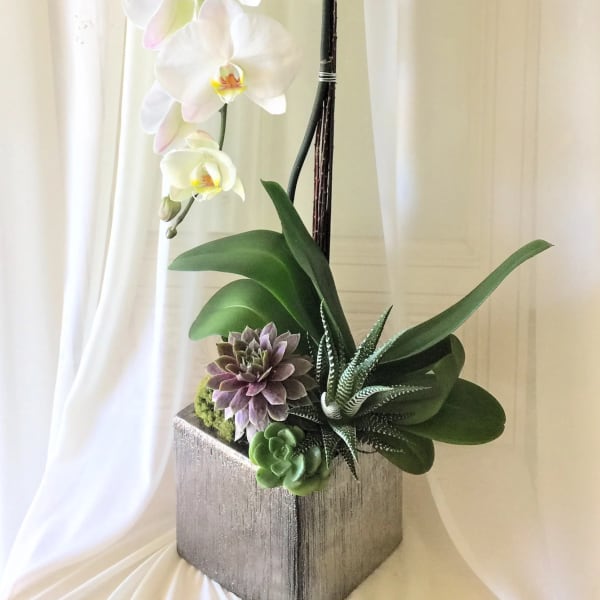 White orchid arrangement with succulents in a square wooden container