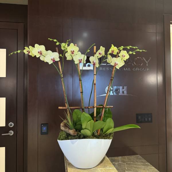 Tall orchid arrangement in a white planter