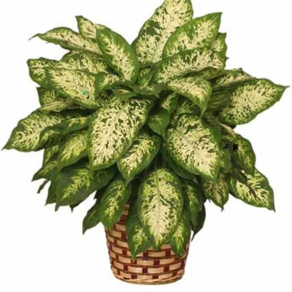 Potted variegated green houseplant in a woven basket