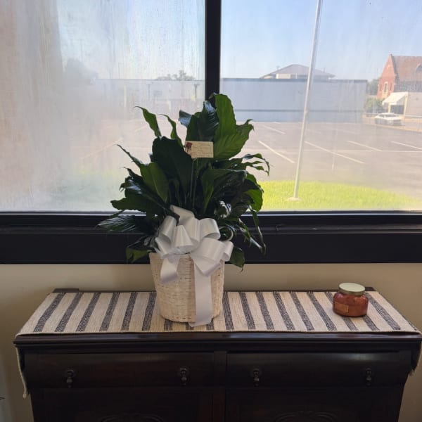 Potted green plant in a woven basket with a white ribbon bow