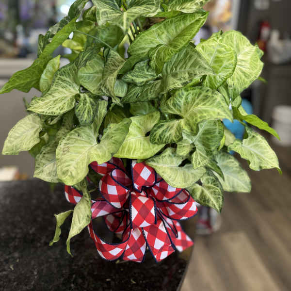 Potted green houseplant with a red checkered bow