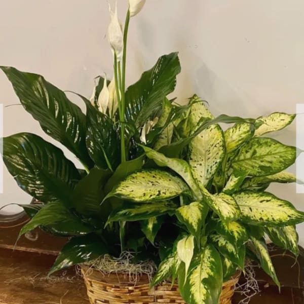 Potted peace lily and variegated foliage in a woven basket