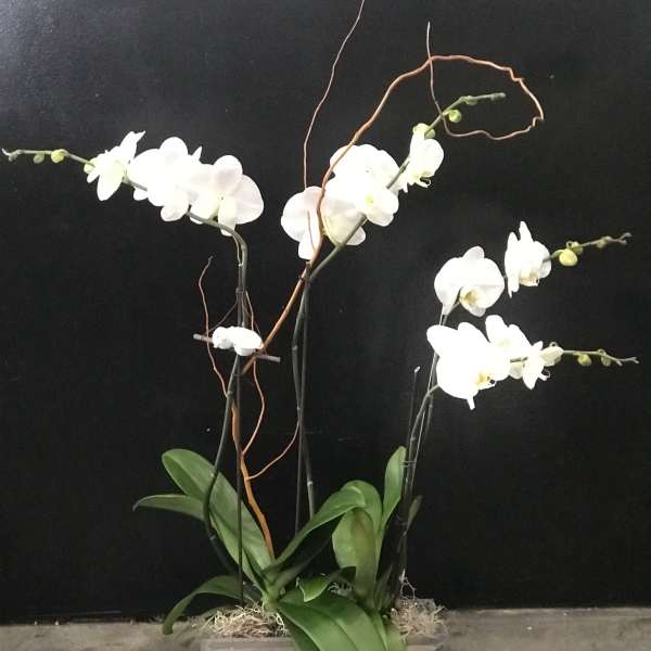 White orchid stems arranged in a wooden box with broad green leaves.