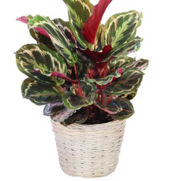 Potted tropical plant with variegated green and pink leaves in a woven basket