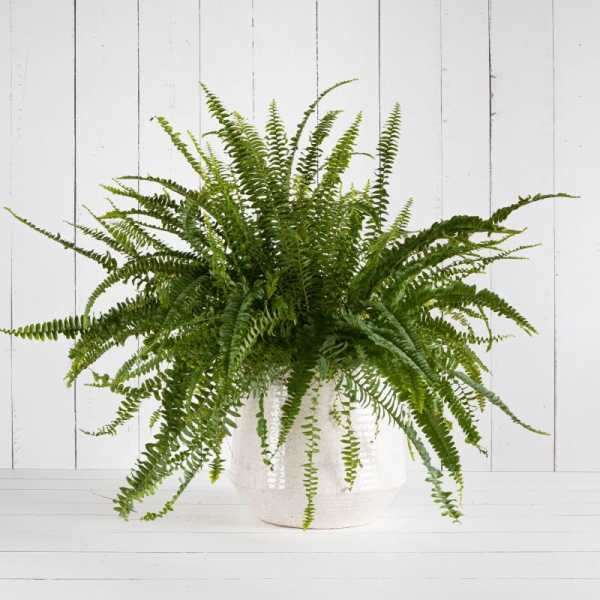 A lush fern plant in a white pot.
