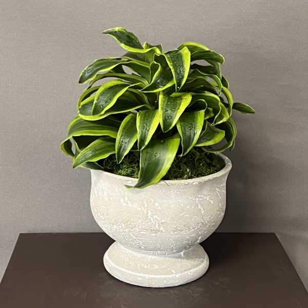 Potted green plant in a white pedestal planter