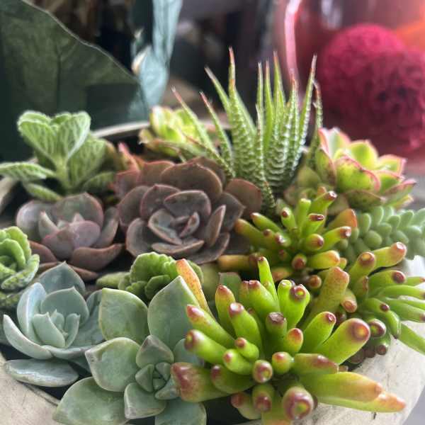 Mixed succulent arrangement in a shallow white planter