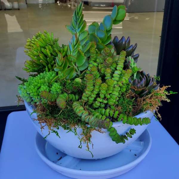 Assorted green succulents in a white ceramic bowl with matching saucer