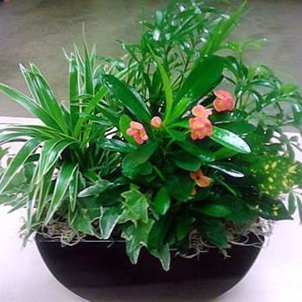 Mixed green potted plant arrangement with small pink flowers in a black bowl