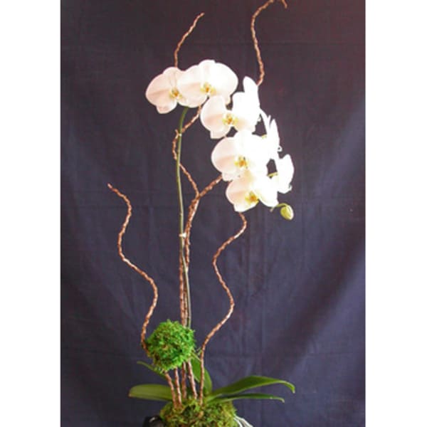 Tall white orchid arrangement in a dark square planter