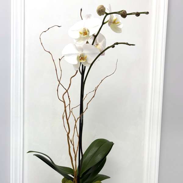 White orchid arrangement in a tall black vase with moss and succulents