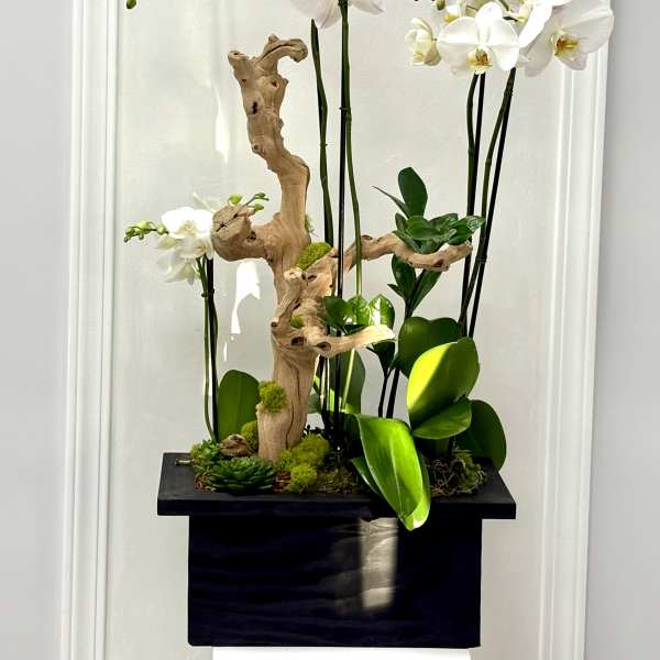 White orchids arranged with driftwood in a black planter