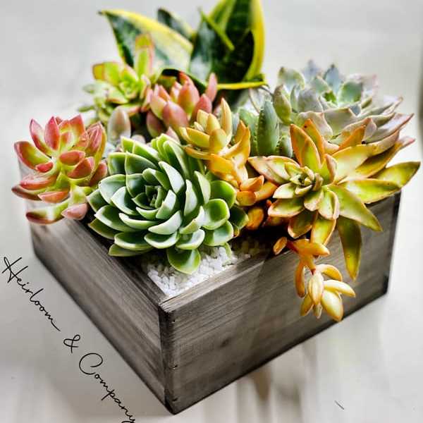 Succulent arrangement in a square wooden planter