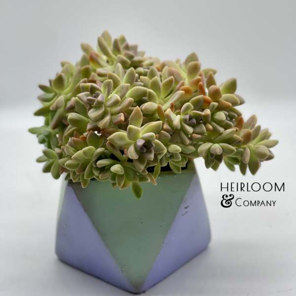 Potted succulent arrangement in a geometric pastel planter