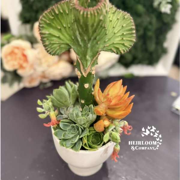 Succulent arrangement in a white pot with a tall green cactus-like stem