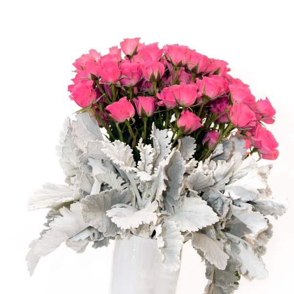 Pink rose bouquet in a white vase with silver foliage