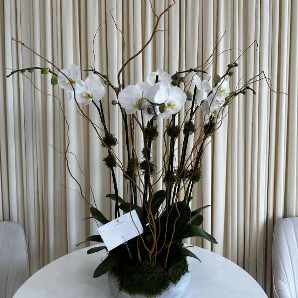 Zen Orchid Garden
