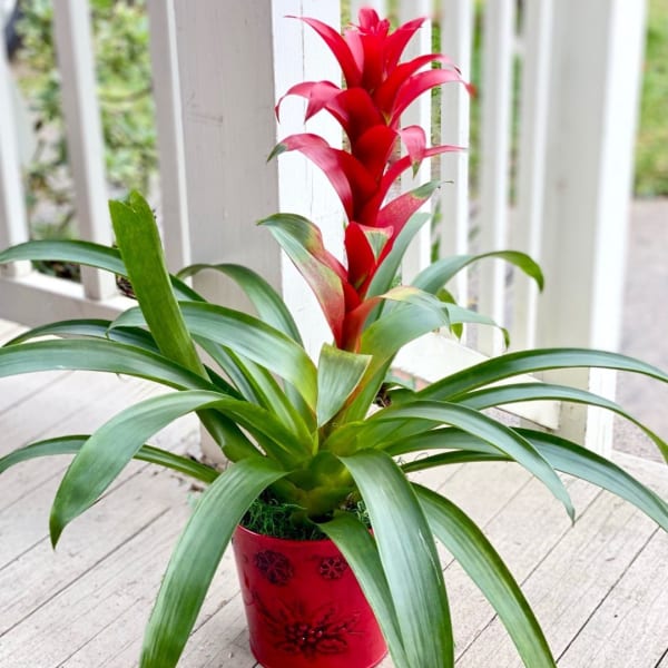 Potted bromeliad with a tall red bloom spike