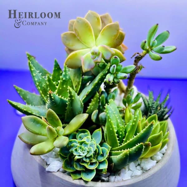 Succulent arrangement in a round ceramic bowl with white stones