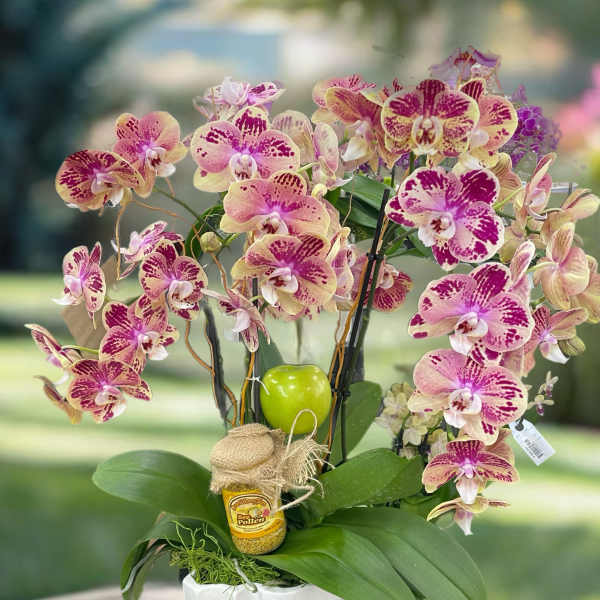 Pink and cream orchids arranged in a white pot with a small honey jar