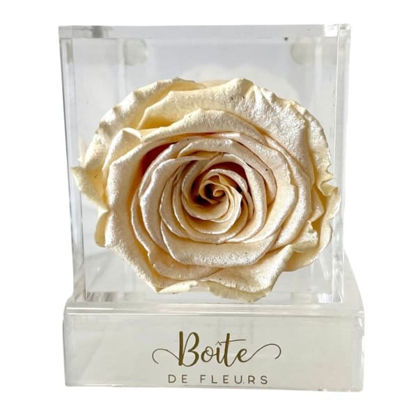 Single cream rose in a clear display box