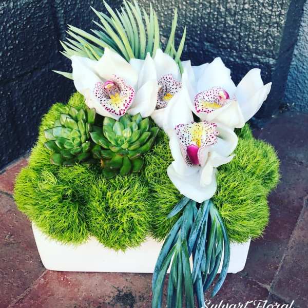 White orchids and green succulents in a white rectangular planter