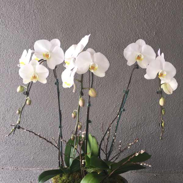 White orchids arranged in a shallow gray bowl