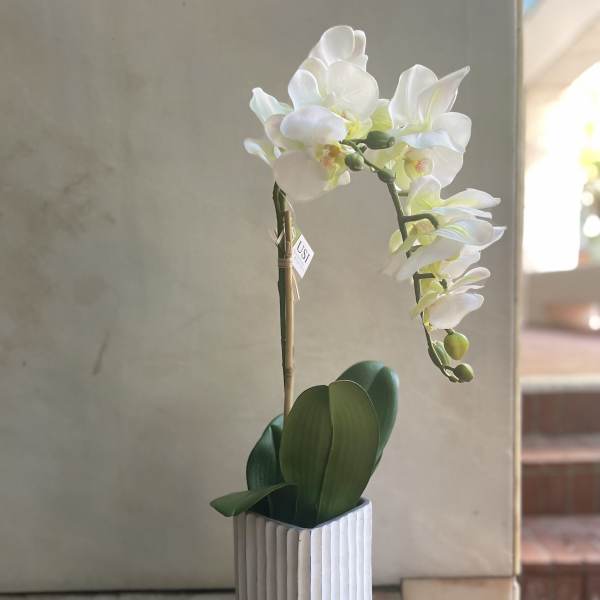 White orchid in a ribbed white pot