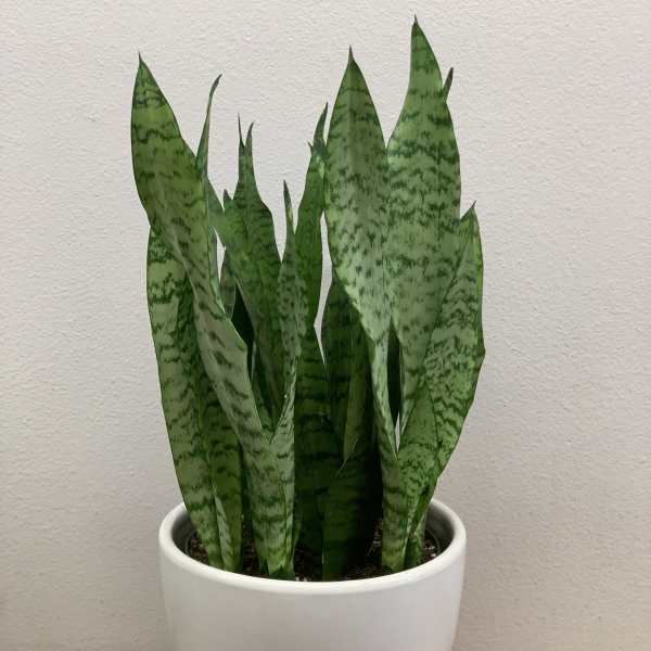 Potted snake plant with tall green patterned leaves in a white planter