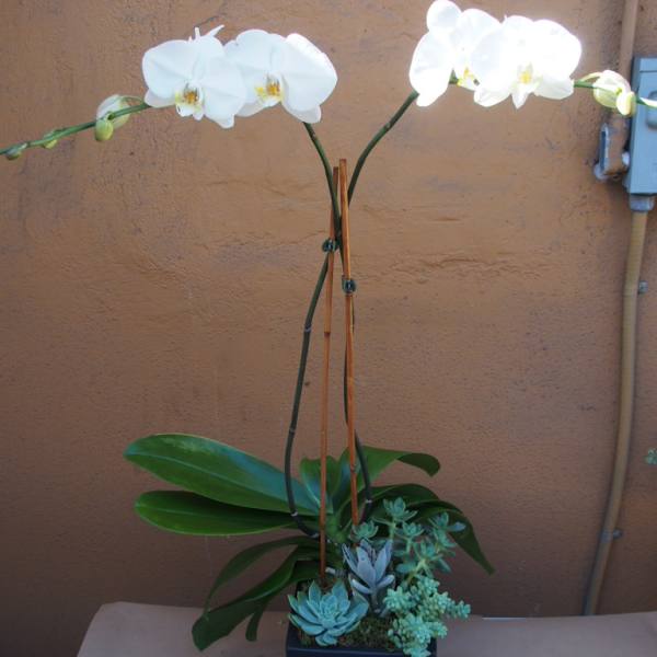 White orchid plant with succulents in a black square pot