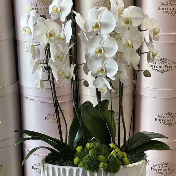 White orchids in a white textured planter with green moss accents