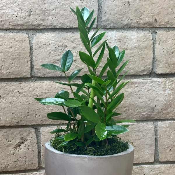 Potted green plant in a gray ceramic planter