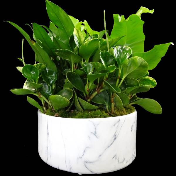Potted green plant in a white marble-patterned container