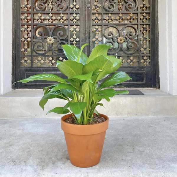 Potted green plant in a terracotta pot