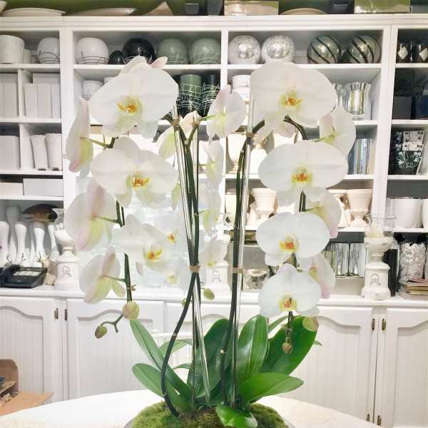 White orchids arranged in a shallow white bowl with moss