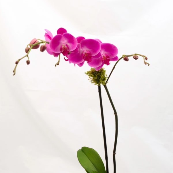 Pink orchid plant in a terracotta pot with moss