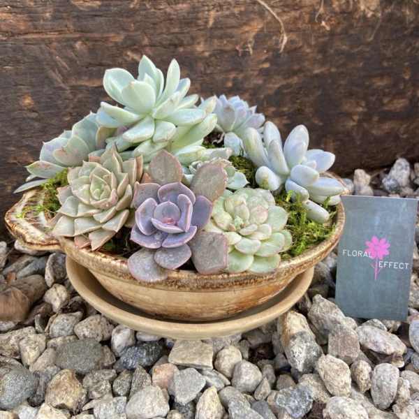 Succulent arrangement in a shallow ceramic bowl on a saucer