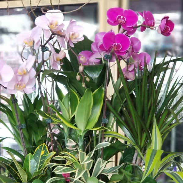 Potted orchid arrangement with pink and white blooms in a gray bowl planter